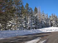 107-view_along_road-snow_covered_pine_trees