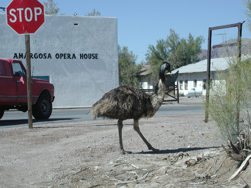 02-Emu_walking_across_intersection