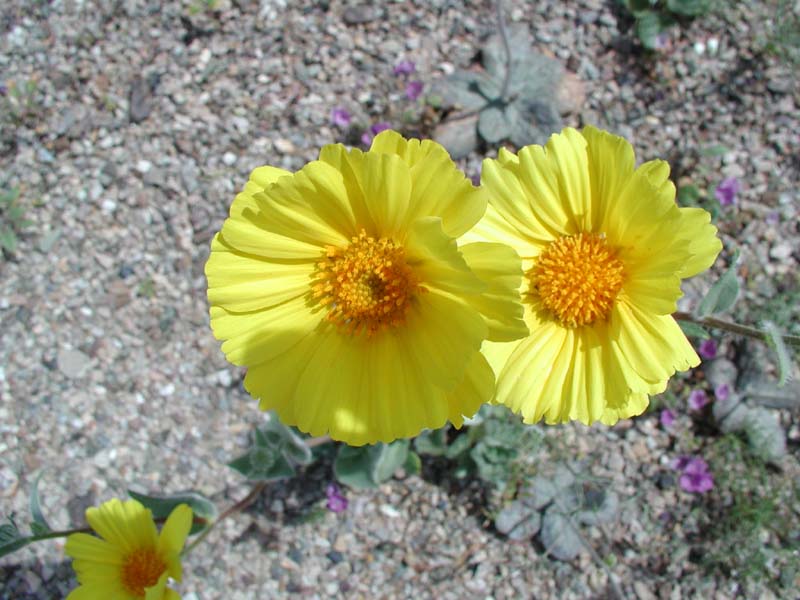 06-close-up_of_yellow_flowers