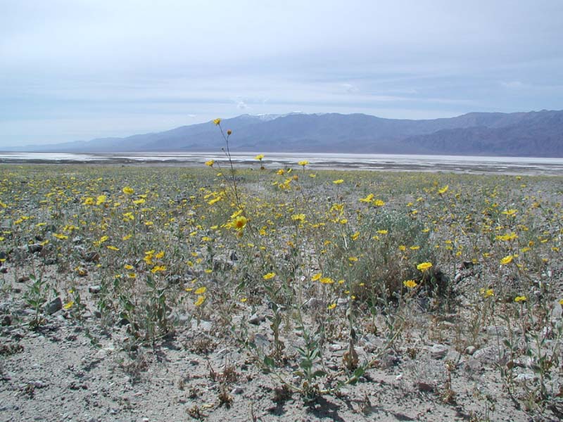 15-wildflowers_with_salt_flats_in_background
