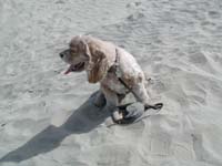 10-Baxter_on_the_sand_dunes