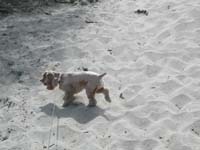 12-Baxter_enjoying_the_sand_dunes
