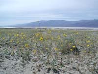 15-wildflowers_with_salt_flats_in_background