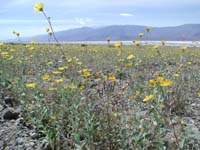 22-wildflowers_along_road_with_salt_flats_in_background