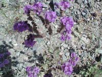 25-close-up_of_purple_flowers