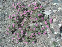 29-pink_wildflowers