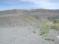 30-wildflowers_on_deserted_landscape_where_water_flowed