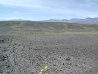 35-fields_of_wildflowers_in_desolated_location_where_water_flowed