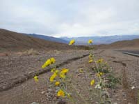 04-Desert_Gold-Desert_Sunflower_and_snowy_peaks