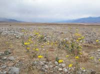 16-Desert_Gold-Desert_Sunflower_and_rainstorms_in_background