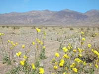 18-acres_of_Desert_Gold_and_mountains