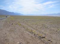 02-looking_south_towards_Badwater-similar_to_famous_2005_bloom_but_not_as_thick