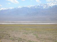 07-zoomed_view_of_more_Desert_Gold_with_salt_flats_and_snow_covered_Panamint_Mountains