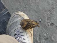 30-amazing_event-no_other_people,animals,or_birds_around_except_this_one_that_lands_on_my_foot_four_times