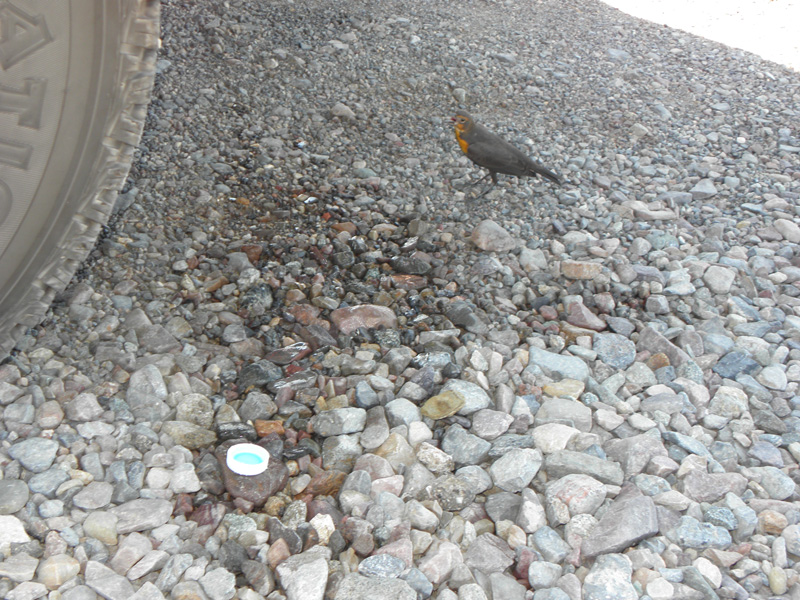 05-bird_takes_advantage_of_only_shade_available-I_sprayed_water_to_cool_rocks_and_coax_to_water_from_bottle_cap