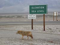 30-coyote-the_resident_begger_passing_by_without_a_care_of_the_humans_nearby_nor_road