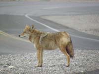 31-coyote-standing_around_waiting_for_a_handout