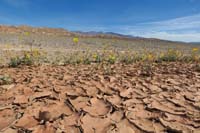 37-Desert_Gold_with_dried_desert_ground