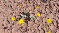38-Desert_Gold_with_dried_desert_ground