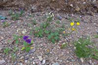 40-Golden_Evening_Primrose,Pedicellate_Phacelia,Brown-Eyed_Evening_Primrose
