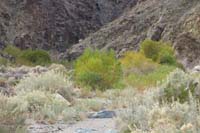 03-amazing_to_find_a_wetland_area_in_Death_Valley
