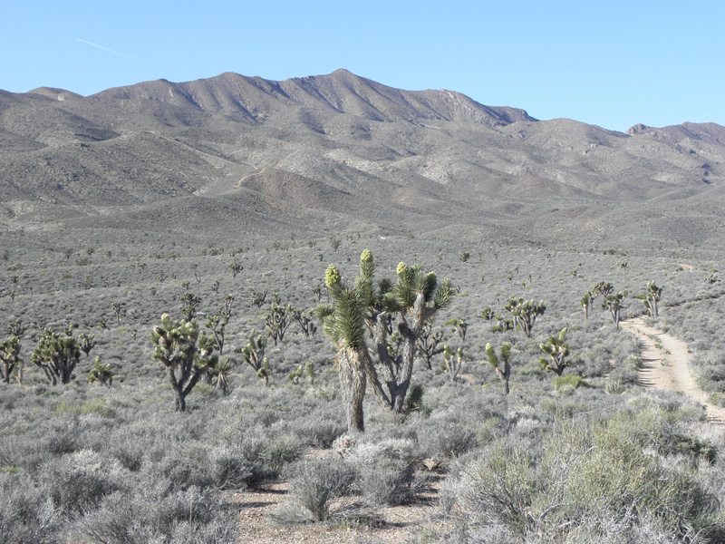 05-road_to_follow_for_first_part_of_hike_to_peak-lots_of_neat_blooming_Joshua_Trees