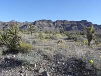 01-lots_of_neat_wildflowers_on_the_drive_to_trailhead-Yucca,Joshua_Trees,Golden_Evening_Primrose
