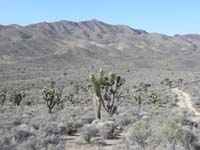 05-road_to_follow_for_first_part_of_hike_to_peak-lots_of_neat_blooming_Joshua_Trees