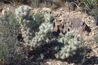 09-Blue_Diamond_Cholla-rare_to_find-particularly_in_this_region