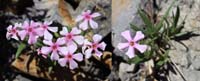 24-Phlox-cold-desert_phlox,pink_phlox-Phlox_Stansburyi-flowers