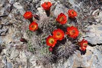 27-Mojave_Kingcup_Cactus-Echinocereus_mojavensis-Mojave_Claret_Cup-type_of_Hedgehog_Cactus