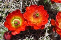 28-Mojave_Kingcup_Cactus-flower