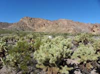 21-Teddy_Bear_Chollas_and_old_volcanic_mountains