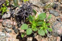32-prior_season_Devil's_Spineflower_that_has_dried_up_and_one_from_this_season