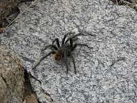 20-found_a_horny_tarantula_looking_for_a_mate_at_6400_feet