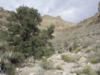 10-very_large_Pinyon_Pine_in_the_wash