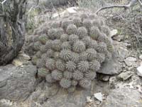 47-amazing_hedgehog_cactus_clump_seemingly_growing_out_of_the_rocks