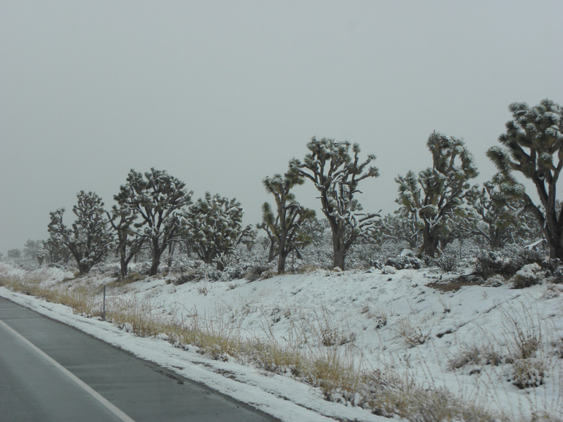 04-Joshua_trees_with_coating_of_snow