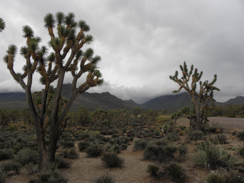 06-140pm-neat_clouds_from_Joshua_Tree_overlook