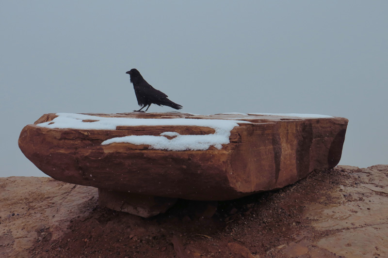 05-resilient_raven_hanging_out_in_the_cold