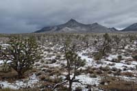 16-snowy_mountain_view_with_Joshua_Tree_forest