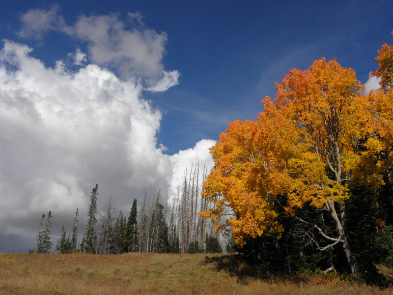 08-more_Fall_colors_with_dark_clouds-storm_rolling_in
