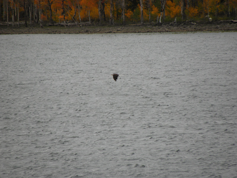 19-spotted_a_bald_eagle_in_flight