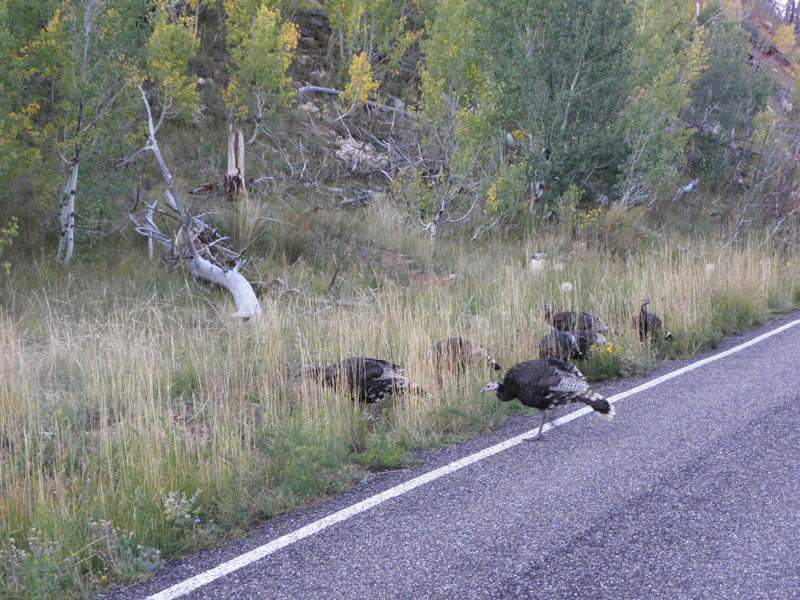 25-wild_turkeys_crossing_road