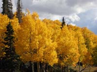 06-more_Fall_colors-really_pretty