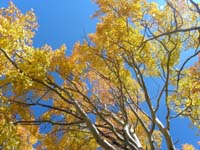 09-looking_up_at_the_Aspens