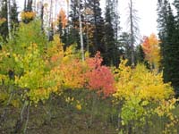 13-more_Fall_colors_from_young_Aspens