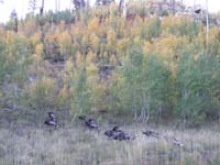 26-some_Fall_colors_with_wild_turkeys