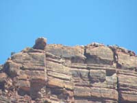 28-zoomed_view_of_people_at_Lava_Falls_overlook-I've_been_on_that_piece_sticking_out_to_left
