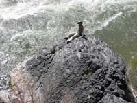 42-I_climbed_onto_a_rock_close_to_the_river